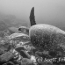 turtle_sea_green_wolf_h_0163_ecu0647.jpg